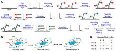 Single-Cell in Situ RNA Analysis With Switchable Fluorescent Oligonucleotides